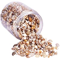 P Prettyia 1 Caja Mini Pequeñas Conchas de Mar Naturales Grandes Acentos para Fabricación de Velas